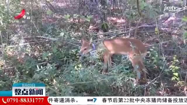 九江:40只河麂在鄱阳湖朱袍山野放