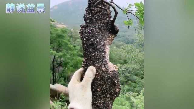 一块花岗岩上超美造型的山里红下山桩,扭曲自然,附石盆景素材