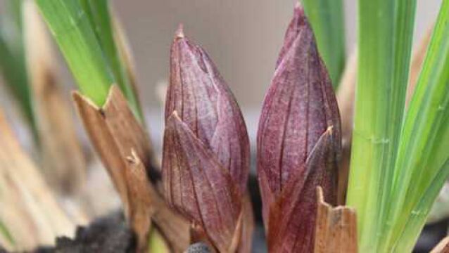 兰花反季节长花苞,花苞要不要留?教你如何取舍!