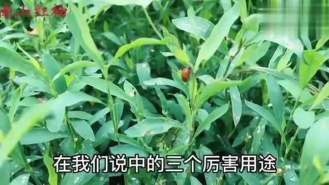 农村的猪牙草,是花是草也是药,看看它对人到底有啥好?