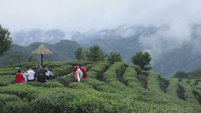 (电视通稿ⷥ›𝥆…ⷧ侤𜚩(走向我们的小康生活)陕西平利:“荒茶园” 变身“致富园”