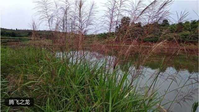 二零一八端午回湖南乡村一游,亮绿的美景,清新的空气,还有湖!