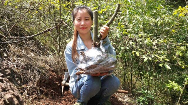 结果红半年,火棘盆景一直都备受追捧,婷丫头今天也来找两棵