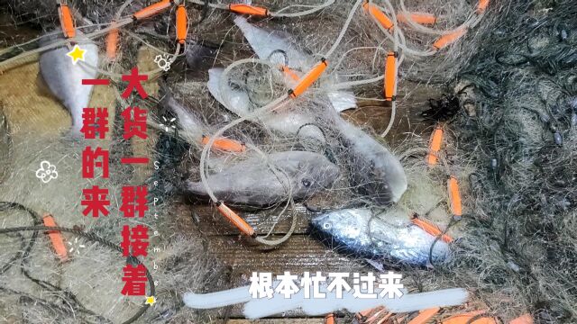 这次外海捕鱼由网友花3500元承包,居然大货一群接着一群,根本忙不过来