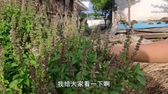 农村有种植物叫“香草籽”,开的花像薰衣草还很香,做成菜更是香