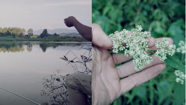 动植物科普,本期出现的有攀倒甑,翅果菊,拍外景的地方很美哦