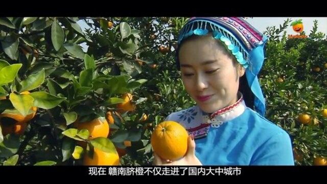 2020年赣南脐橙什么时候开摘?11月10赣南脐橙开摘