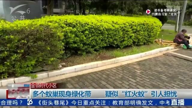 多个蚁巢现身绿化带 疑似“红火蚁”引人担忧