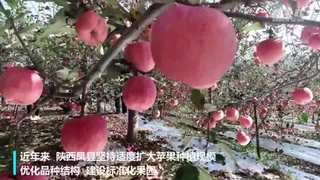 陕西凤县:金秋苹果乐丰收