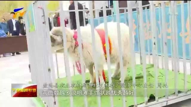 盐池:首届滩羊拍卖会 特级种公羊拍出2.6万元价格