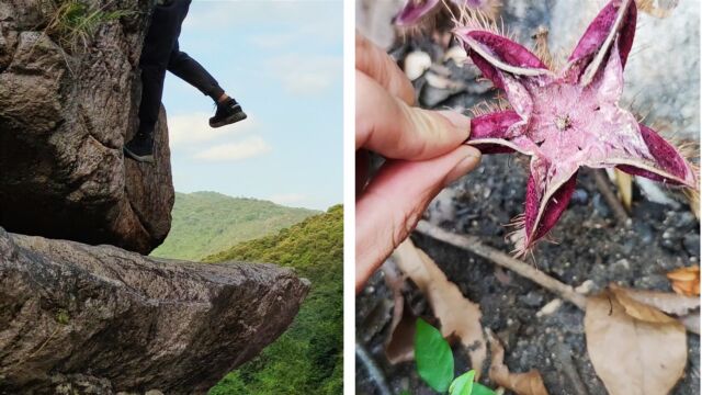 喜欢动植物的进来,我跋山涉水发现了猴欢喜属植物,还有外来物种