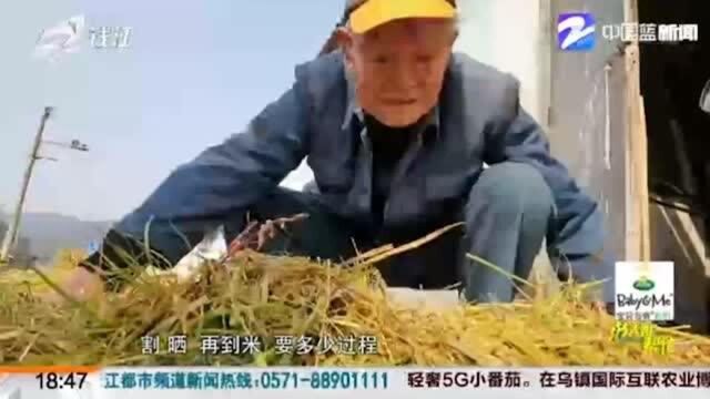 爱护粮食!一家四代同下田 91岁的他组建了一支“割稻大军”