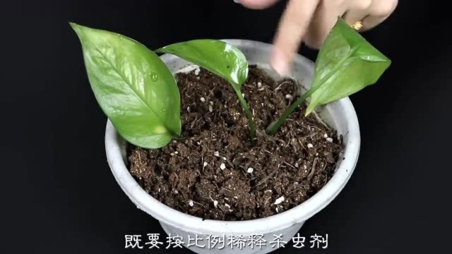 花盆里“小黑飞”严重!教你2个妙招,使用1次就能消灭,厉害了