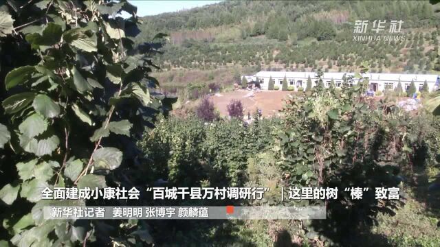 全面建成小康社会“百城千县万村调研行”|这里的树“榛”致富