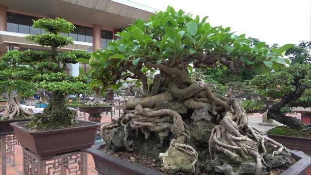 盆景枝干盘虬卧龙、蜿蜒逶迤,能长成这样真是“牛”,实在太张狂