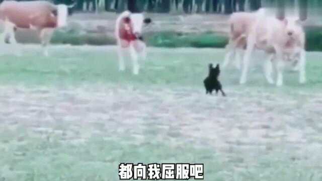 搞笑集合:你就放心吧