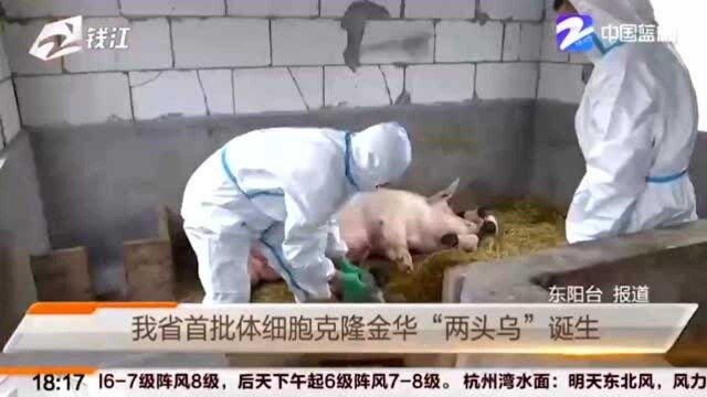 保护地方猪资源!我省首批体细胞克隆 金华“两头乌”诞生