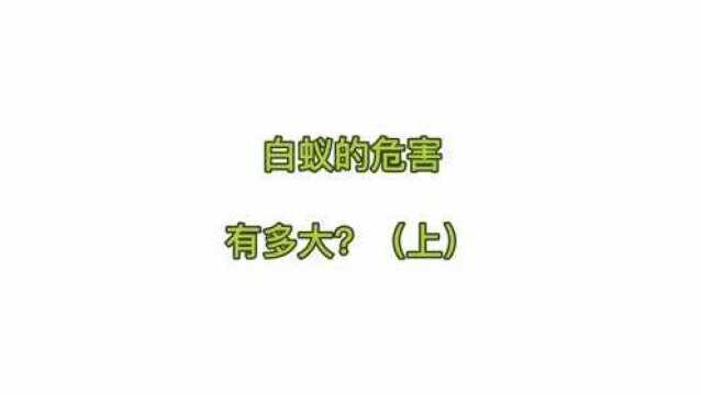 白蚁的危害有多大?(上)