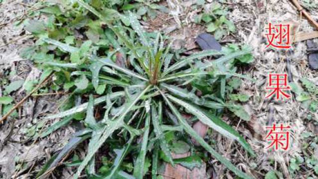 山野菜学名叫“翅果菊”,味苦又叫苦莴苣,它的全草利用价值高