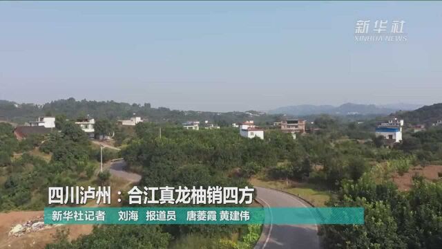 四川泸州:合江真龙柚销四方