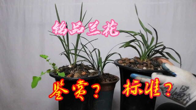 铭品兰花的标准是什么?怎样鉴赏兰花?快来看看