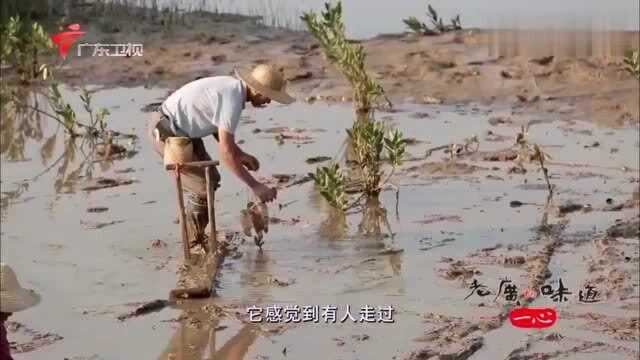 老广的味道:酱油焗泥鱼,无论怎么烹饪泥鱼的味道都让人难忘