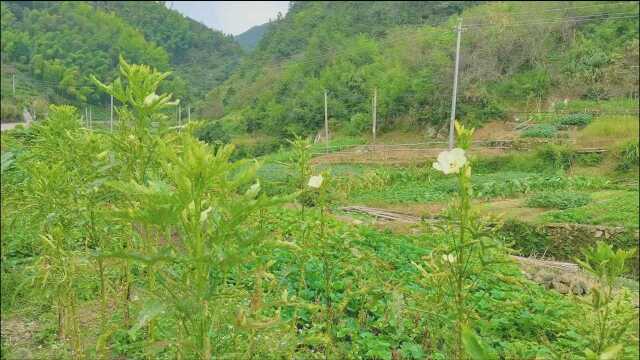 浙江省永康,一古村有西门第一宗祠和一棵720多年古松,走瞧瞧去