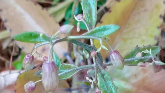 这种野生植物叫落地生根,也叫墨西哥斗笠,可做盆景观赏,来认识一下吧