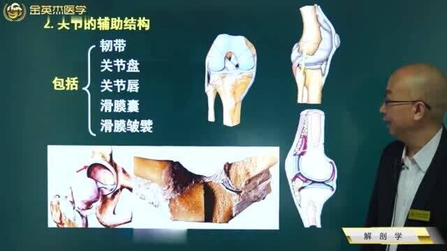 关节的基本结构包含了哪些你知道吗?关节的五大辅助结构快收藏记忆.