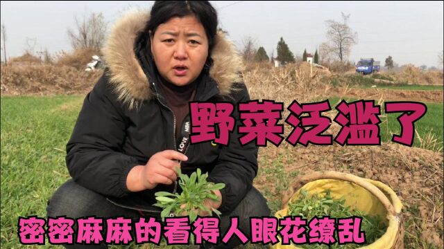 这种野菜在农村遍地都是,鲜香味美,可惜好多人都不认识它