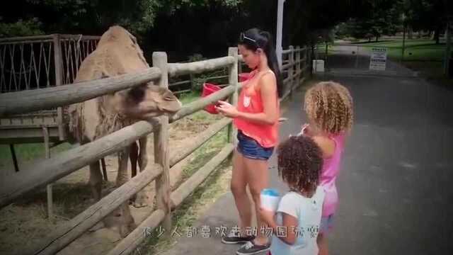 水族馆参观,游客拍下金枪鱼撞玻璃自杀的一幕,叫人心痛!