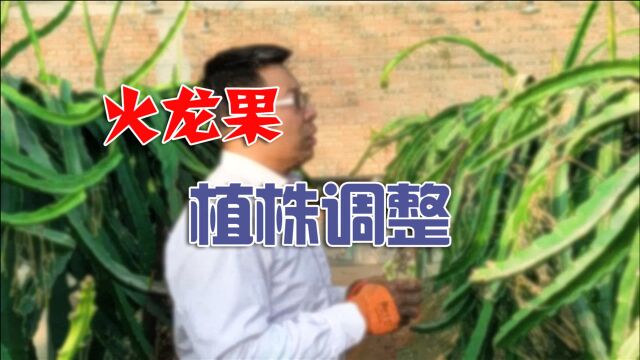 火龙果植株调整 | 中科易农