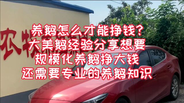 养鹅怎么才能挣钱?大美鹅分享想要规模化养鹅挣大钱,专业很重要