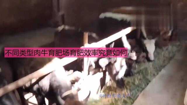 不同类型肉牛育肥场育肥效率究竟如何?种植养殖大户宝哥告诉你