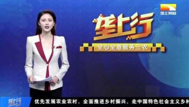 荆楚小康梦 | “菜博士”种菜 “四块田” 是秘诀