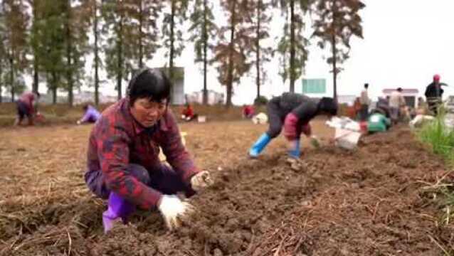 生活小窍门:马蹄荸荠用途不一样,购买一定要分清!