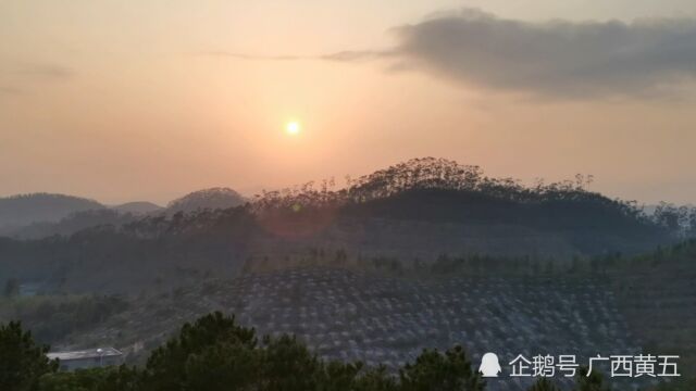 长在高山上的这种植物叫垂穗石松,是一种中草药,识别一下吧