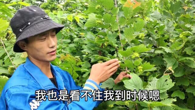 大弟和媳妇来深山,发现火榛子和毛榛子,大家喜欢吃哪一种?