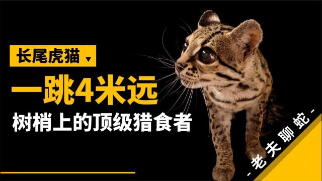 树枝间可一跳4米远,树梢上的顶级猎食者——长尾虎猫