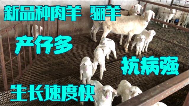 三元杂交新品种肉羊“骊羊”,耐圈养生长速度快,养殖业的好品种