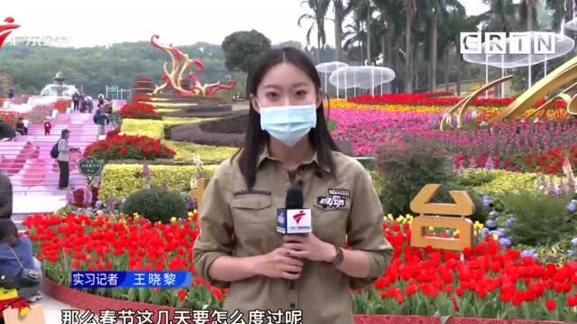 广州云台花园花开迎春 留粤过年共赏花海