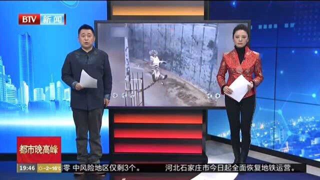 山东潍坊:游客拿鸡“钓喂”老虎致其重摔 动物园方及时制止