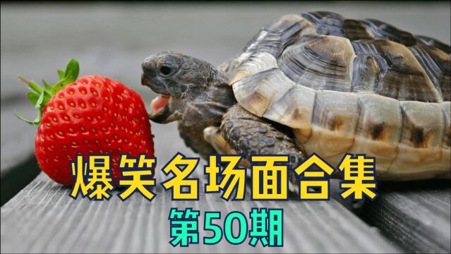 搞笑视频:好好活着,因为我们会死很久! 人类迷惑行为【第50期】