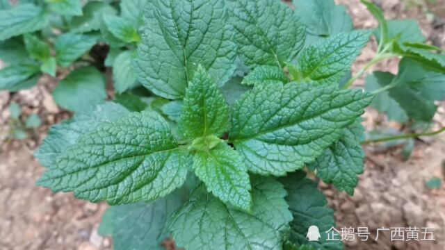 这种植物叫血见愁,是一种野生中草药材,来认识一下吧