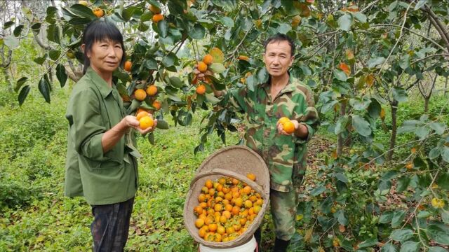 罕见柿子树别人出价5000元,采摘200个净赚200元,价格合理吗