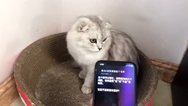 让手机语音Siri给家里的猫起名字,我也是被惊吓到了