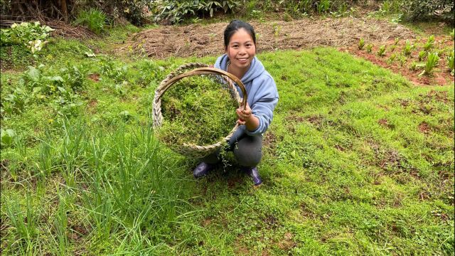 农村菜地长满野草,小秀拔回家喂鸭子,让它们吃个饱