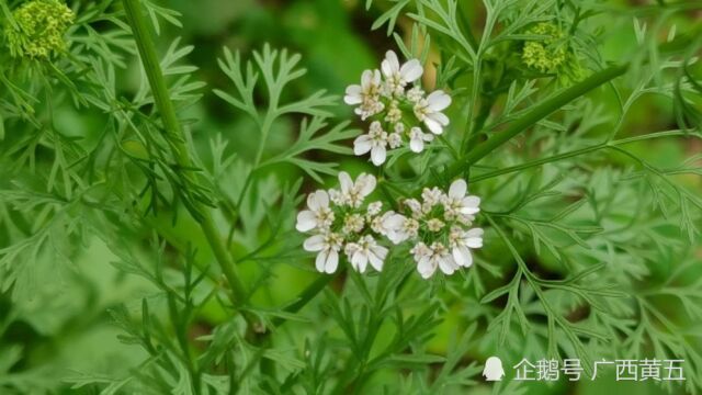 这种植物叫芫荽,是一种中草药,开花很漂亮,认识一下