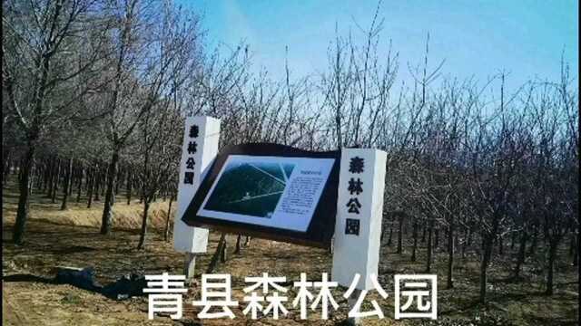 青县森林公园