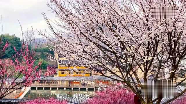 瞰中国|福建屏南:梅花点点送春来